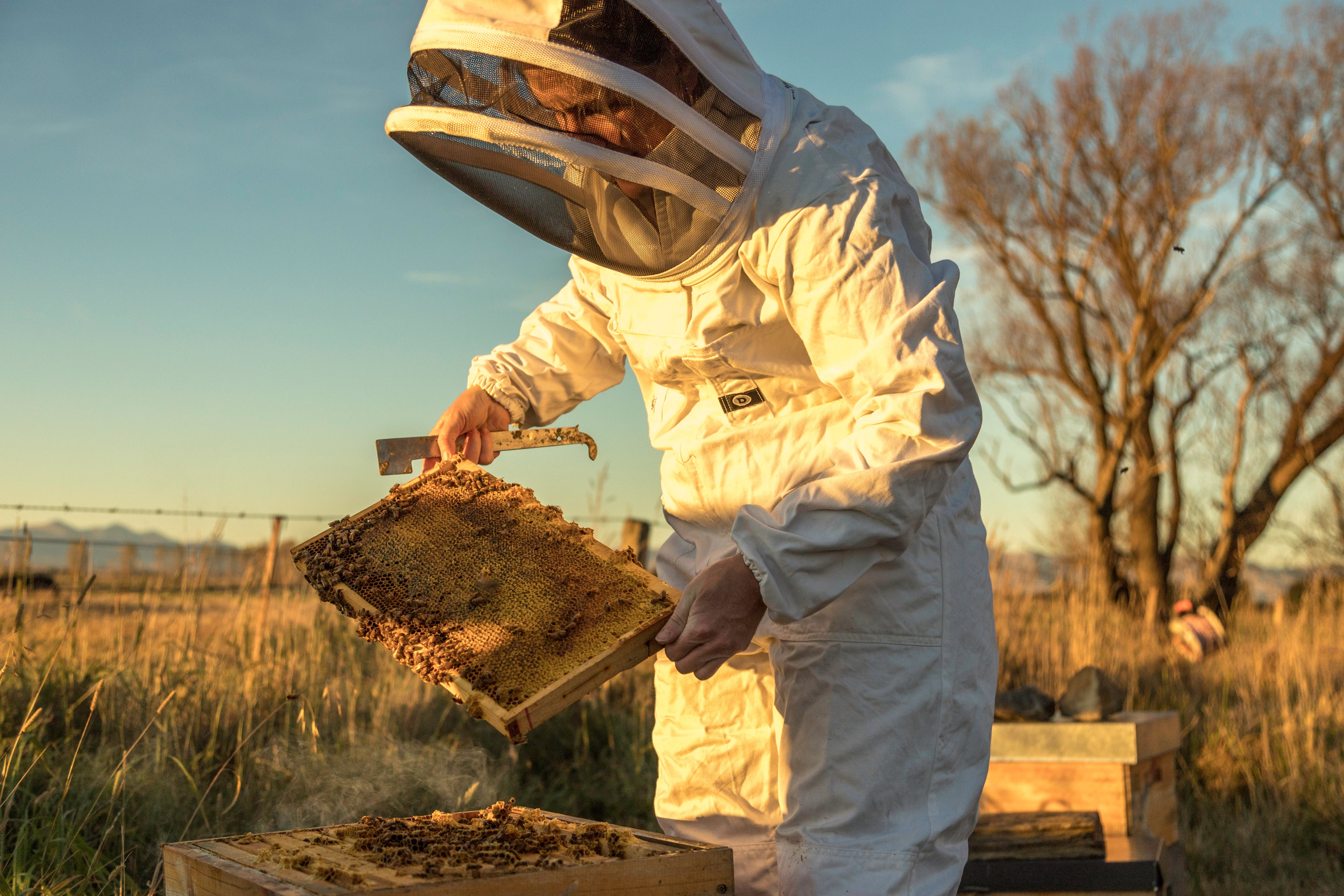 Beekeeping at Patearoa Central Otago